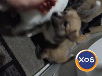 Akita inu,femela 2 luni - 8