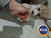 Akita inu,femela 2 luni - 5