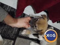 Akita inu,femela 2 luni - 1