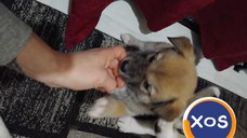 Akita inu,femela 2 luni
