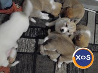 Akita inu,femela 2 luni - 2