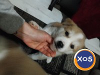 Akita inu,femela 2 luni - 9