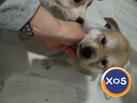 Akita inu,femela 2 luni - 6