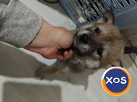 Akita inu,femela 2 luni - 4