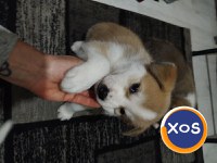 Akita inu,femela 2 luni - 3