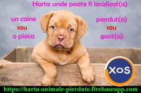 Animale pierdute si animale gasite - harta nationala cu localizarea - 1