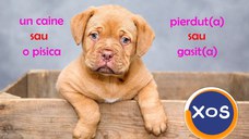 Animale pierdute si animale gasite - harta nationala cu localizarea