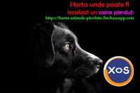 Animale pierdute si animale gasite - harta nationala cu localizarea - 2
