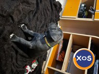 Cane corso de vanzare - 19