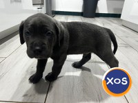 Cane corso de vanzare - 18