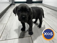 Cane corso de vanzare - 17