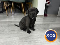 Cane corso de vanzare - 15
