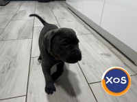 Cane corso de vanzare - 13