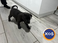 Cane corso de vanzare - 12
