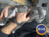 Cane corso de vanzare - 10