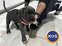 Cane corso de vanzare - 9
