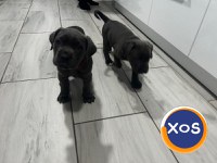Cane corso de vanzare - 7