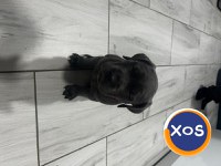 Cane corso de vanzare - 6
