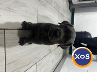 Cane corso de vanzare - 5
