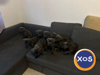 Cane corso de vanzare - 2