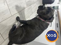 Cane corso de vanzare - 1