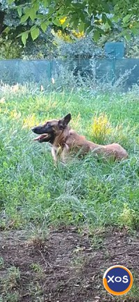 Ciobanesc belgian malinois - 6