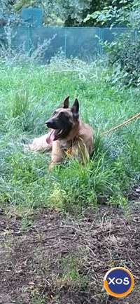 Ciobanesc belgian malinois - 5