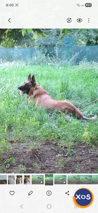 Ciobanesc belgian malinois - 4