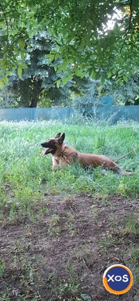 Ciobanesc belgian malinois - 3