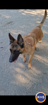Ciobanesc belgian malinois - 2