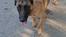 Ciobanesc belgian malinois