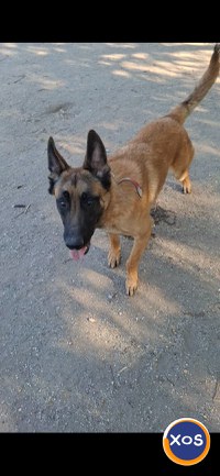 Ciobanesc belgian malinois - 1