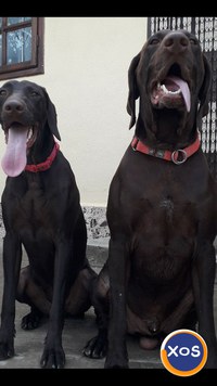 Vînd cãțeluşi Brac German - 7
