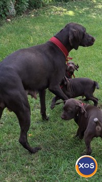 Vînd cãțeluşi Brac German - 4