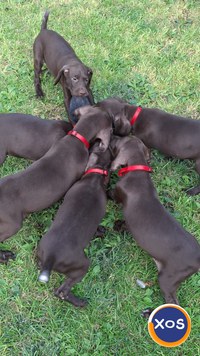 Vînd cãțeluşi Brac German - 2