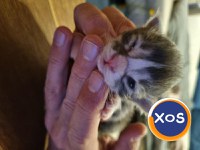 🐱 Pui Maine Coon cu pedigree – 🐾 - 2