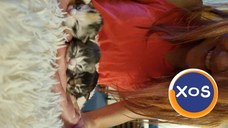 🐱 Pui Maine Coon cu pedigree – 🐾