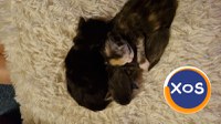 🐱 Pui Maine Coon cu pedigree – 🐾 - 3