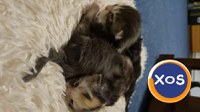 🐱 Pui Maine Coon cu pedigree – 🐾 - 4