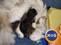 🐱 Pui Maine Coon cu pedigree – 🐾 - 5