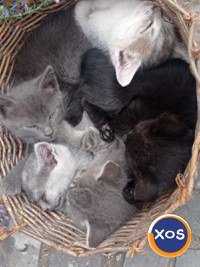3 pisicuțe pentru adopție - 3