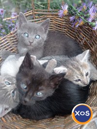 3 pisicuțe pentru adopție - 2