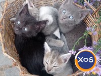 3 pisicuțe pentru adopție - 1