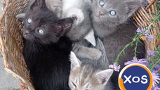 3 pisicuțe pentru adopție