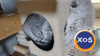 Baietei si fetite rasa british shorthair si scotish fold chinchil - 4