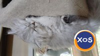 Baietei si fetite rasa british shorthair si scotish fold chinchil - 3