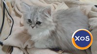 Baietei si fetite rasa british shorthair si scotish fold chinchil - 1