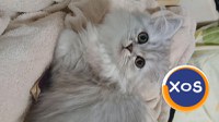 Baietei si fetite rasa british shorthair si scotish fold chinchil - 2