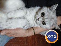 Baietei si fetite rasa british shorthair si scotish fold chinchil - 5