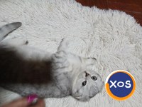 Baietei si fetite rasa british shorthair si scotish fold chinchil - 6